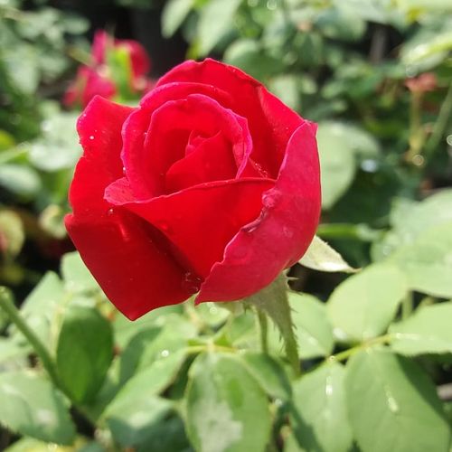 Rosa American Home™ - roșu - Trandafir copac cu trunchi înalt - cu flori teahibrid - coroană dreaptă